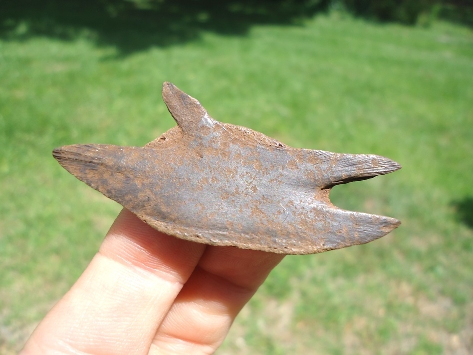 Large image 1 Tiny Soft-Shelled Turtle Plastron