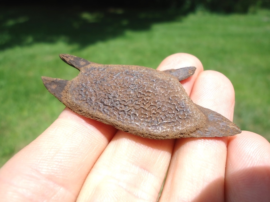 Large image 2 Tiny Soft-Shelled Turtle Plastron