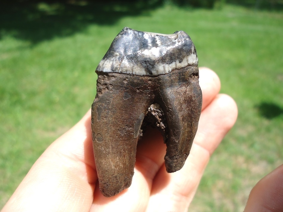 Large image 1 Immaculate Fully Rooted Tapir Upper Molar