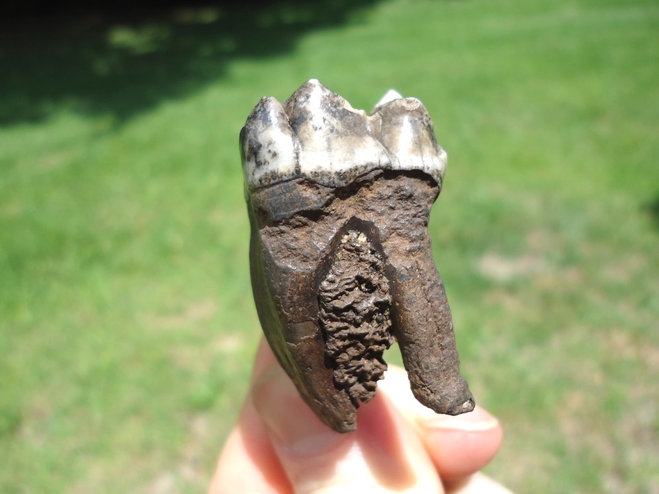 Large image 2 Immaculate Fully Rooted Tapir Upper Molar