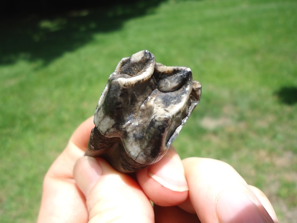 Large image 3 Immaculate Fully Rooted Tapir Upper Molar