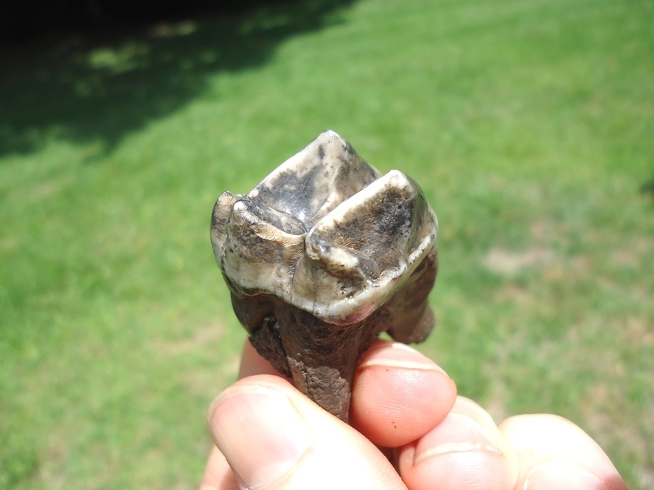 Large image 5 Immaculate Fully Rooted Tapir Upper Molar