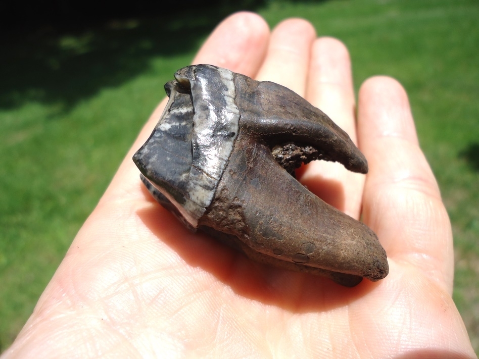 Large image 6 Immaculate Fully Rooted Tapir Upper Molar