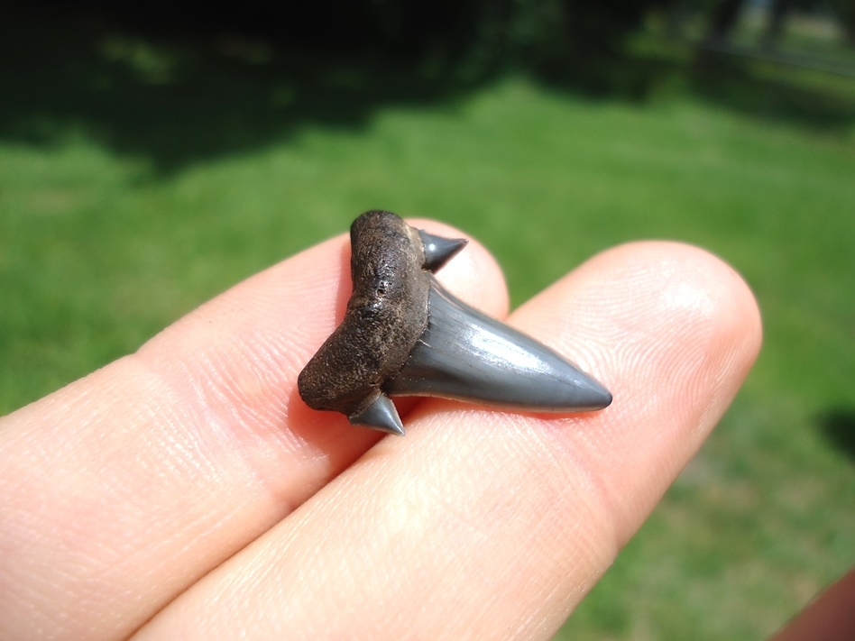 Large image 2 Top Quality Rare Eocene Mackerel Shark Tooth