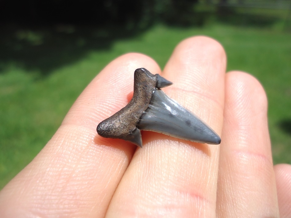 Large image 3 Top Quality Rare Eocene Mackerel Shark Tooth