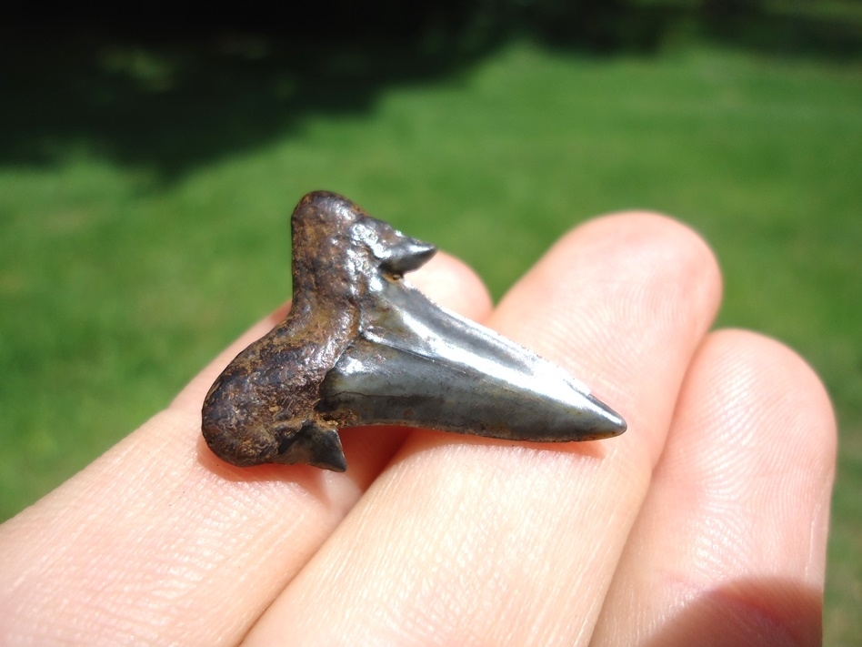 Large image 3 Top Quality Rare Eocene Mackerel Shark Tooth