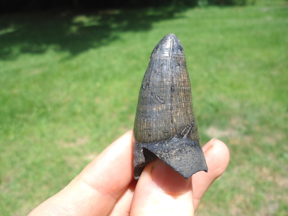 Large image 1 Monstrous 1.95' Alligator Tooth