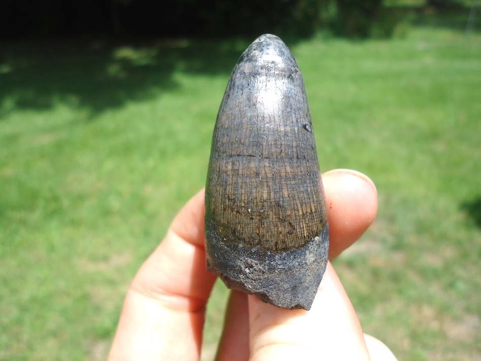 Large image 2 Monstrous 1.95' Alligator Tooth