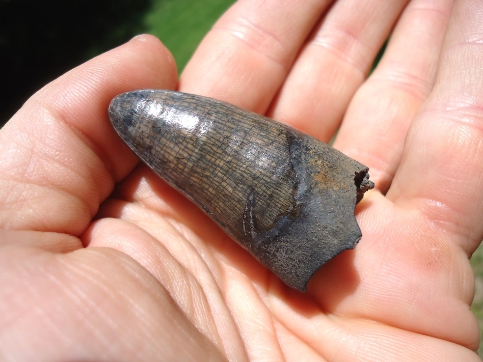 Large image 3 Monstrous 1.95' Alligator Tooth