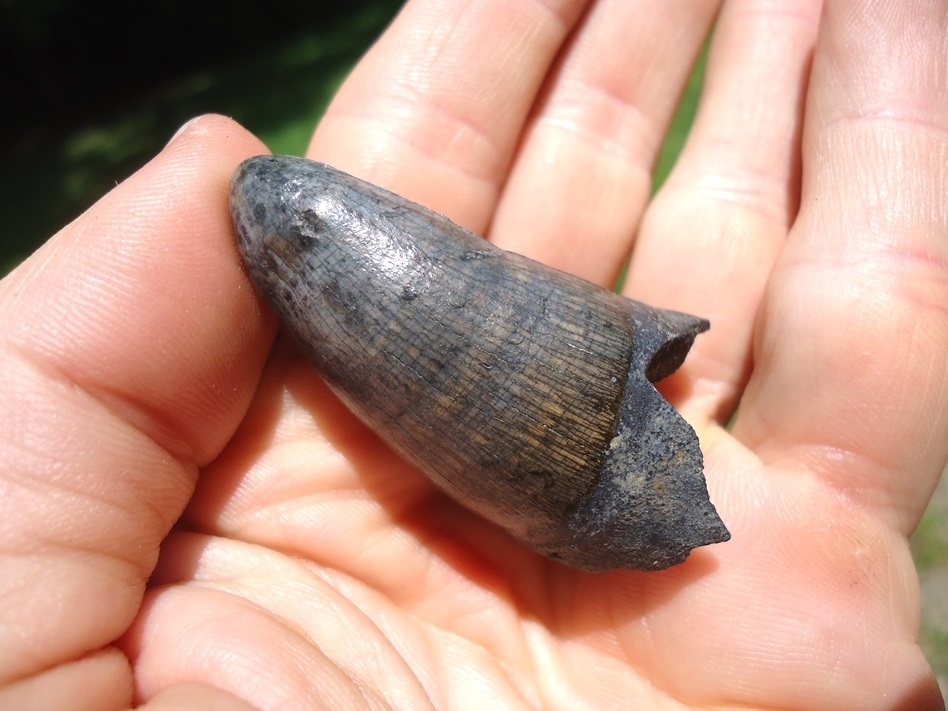 Large image 4 Monstrous 1.95' Alligator Tooth