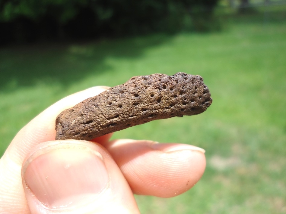 Large image 1 Rare Baby Alligator Mandible