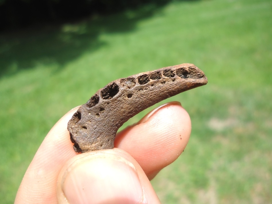 Large image 3 Rare Baby Alligator Mandible