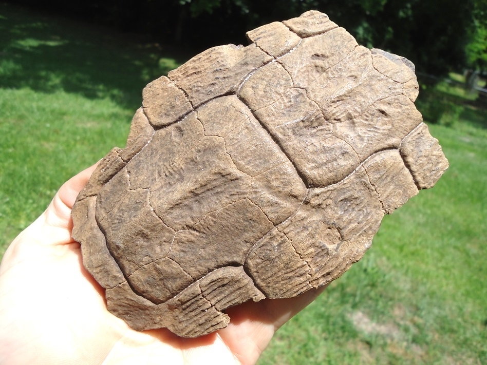 Large image 3 Large Section of Slider Turtle Shell from Leisey Shell Pit