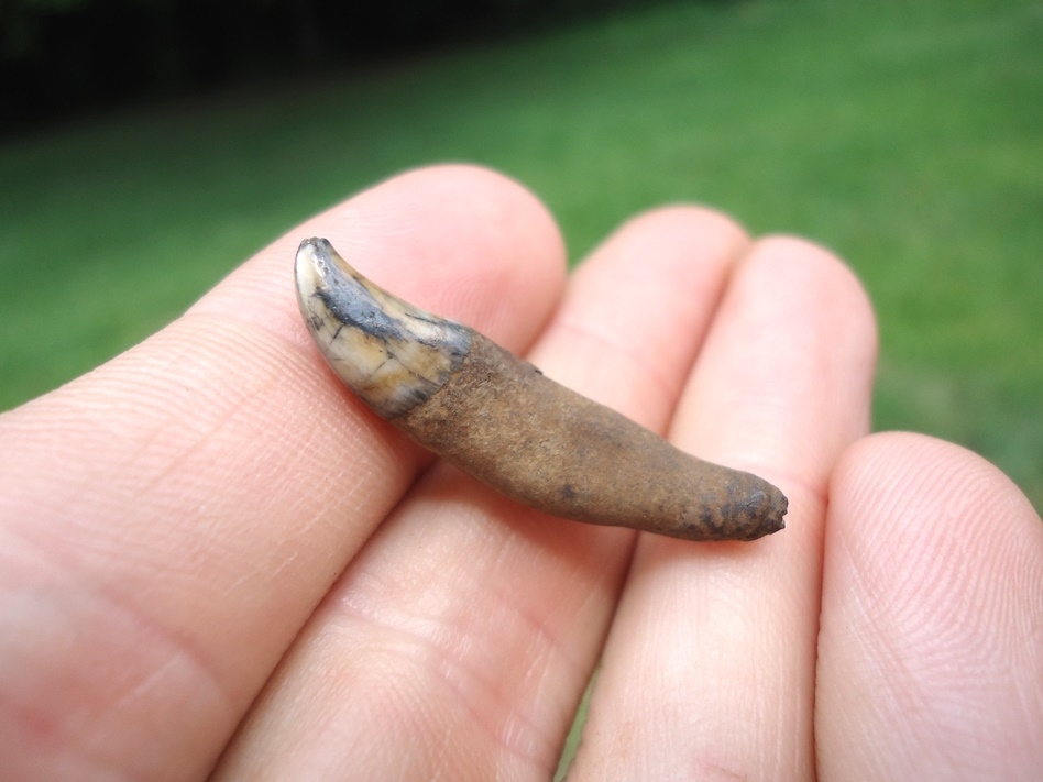 Large image 3 Colorful Bottlenose Dolphin Tooth