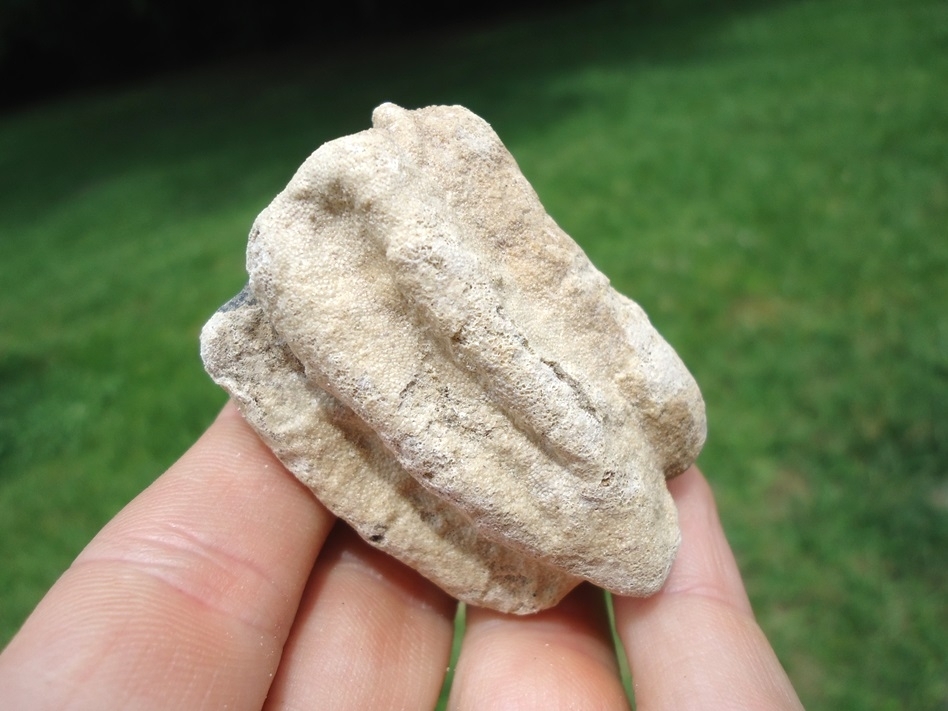 Large image 3 Unique Bryozoan Coated Horse Tooth