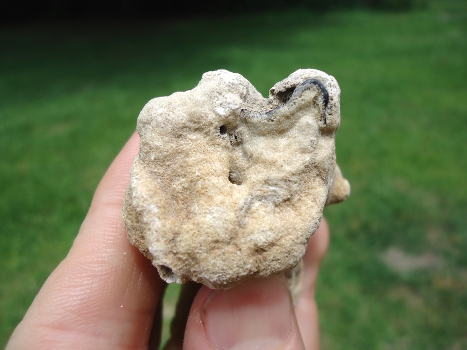 Large image 4 Unique Bryozoan Coated Horse Tooth