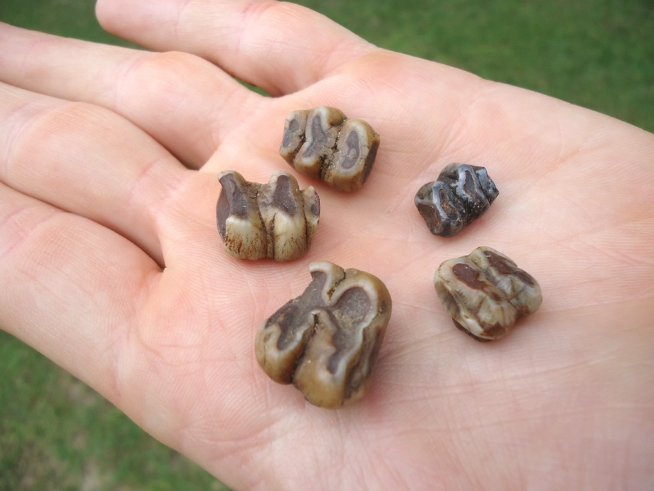 Large image 2 Five Choice Colorful Manatee Teeth