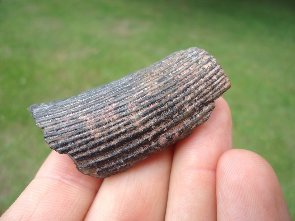 Large image 1 Bargain Section of Giant Beaver Incisor