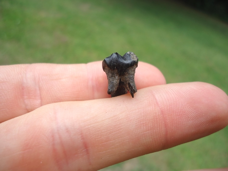 Large image 1 Uncommon Rooted Baby Manatee Tooth