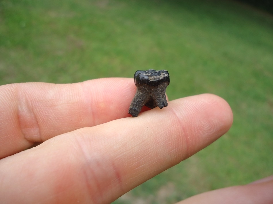 Large image 2 Uncommon Rooted Baby Manatee Tooth