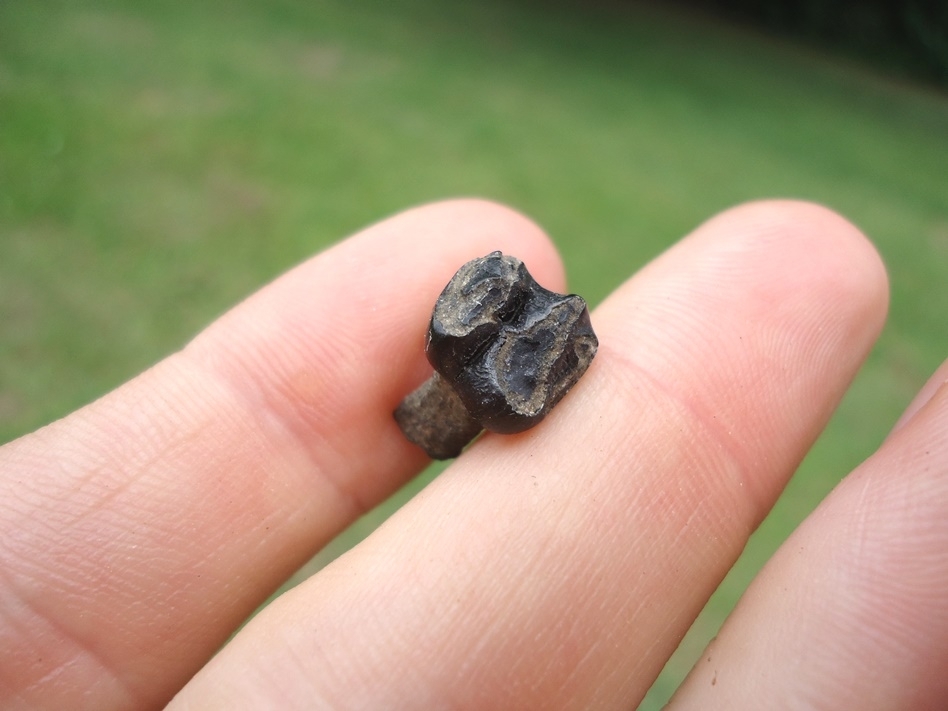 Large image 3 Uncommon Rooted Baby Manatee Tooth