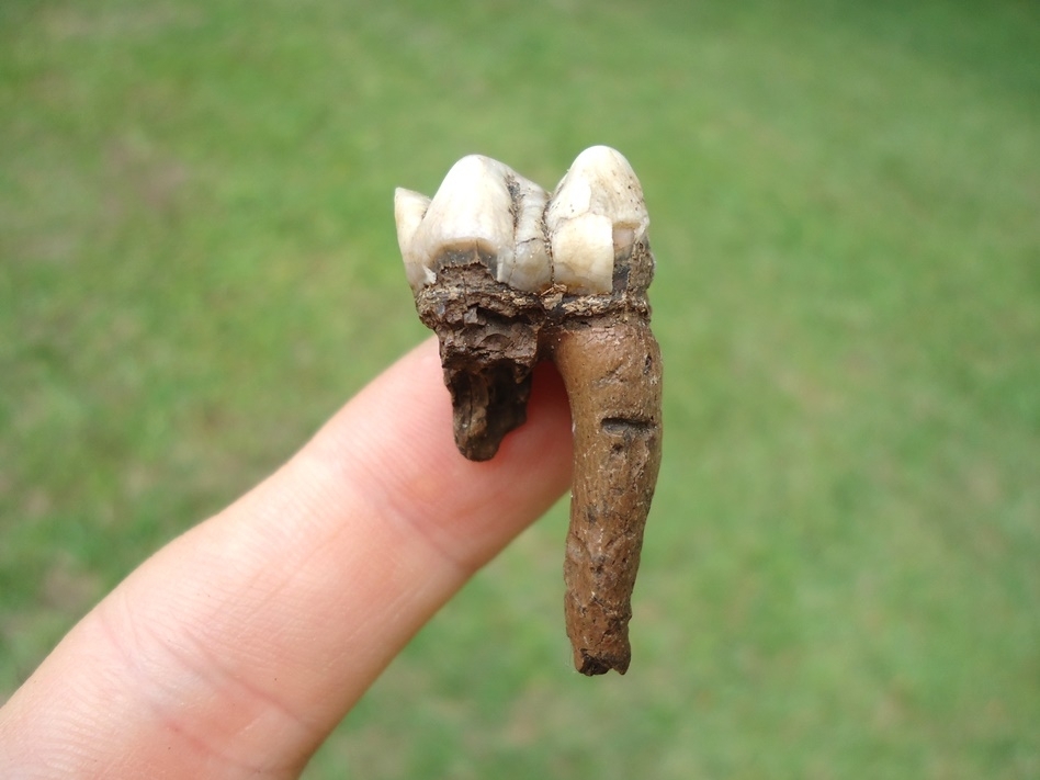 Large image 1 Uncommon Rooted Manatee Tooth