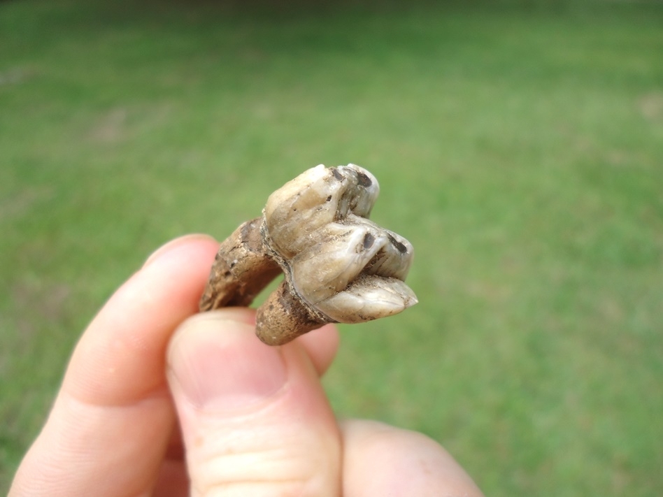 Large image 3 Uncommon Rooted Manatee Tooth