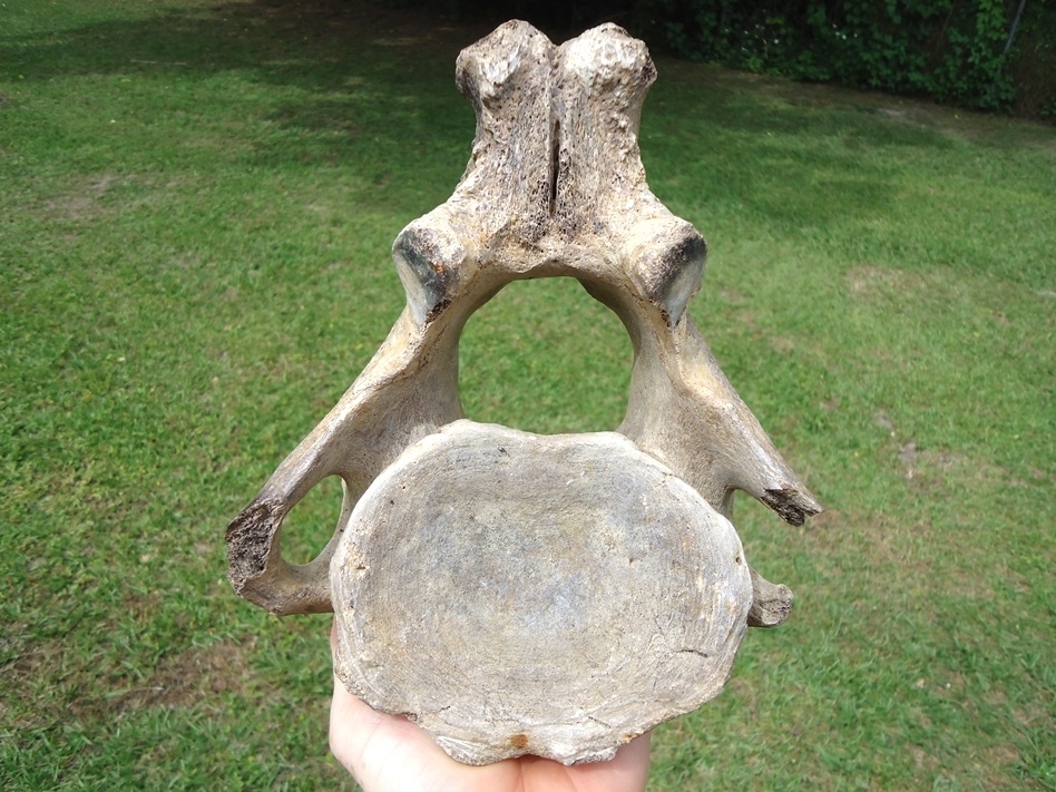 Large image 1 Top Quality Mastodon Axis Vertebra