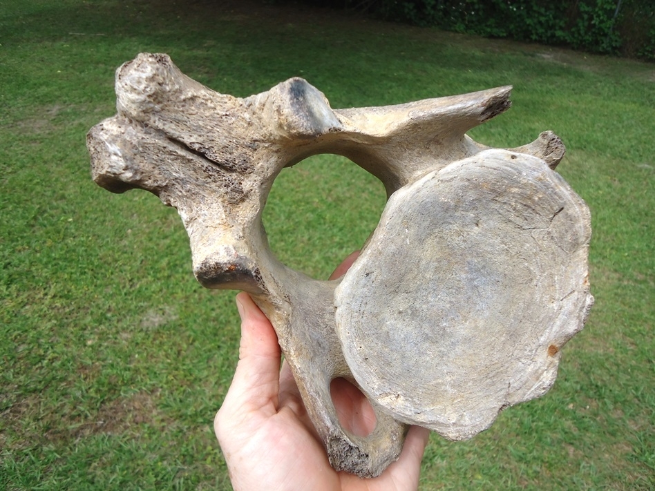 Large image 2 Top Quality Mastodon Axis Vertebra