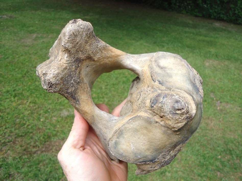 Large image 3 Top Quality Mastodon Axis Vertebra