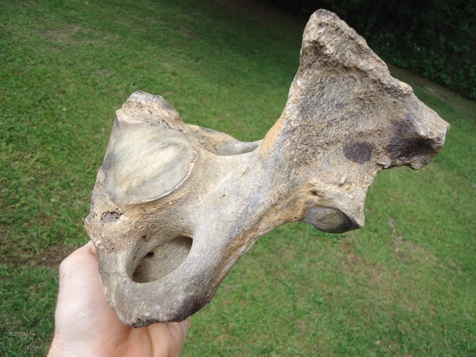 Large image 4 Top Quality Mastodon Axis Vertebra