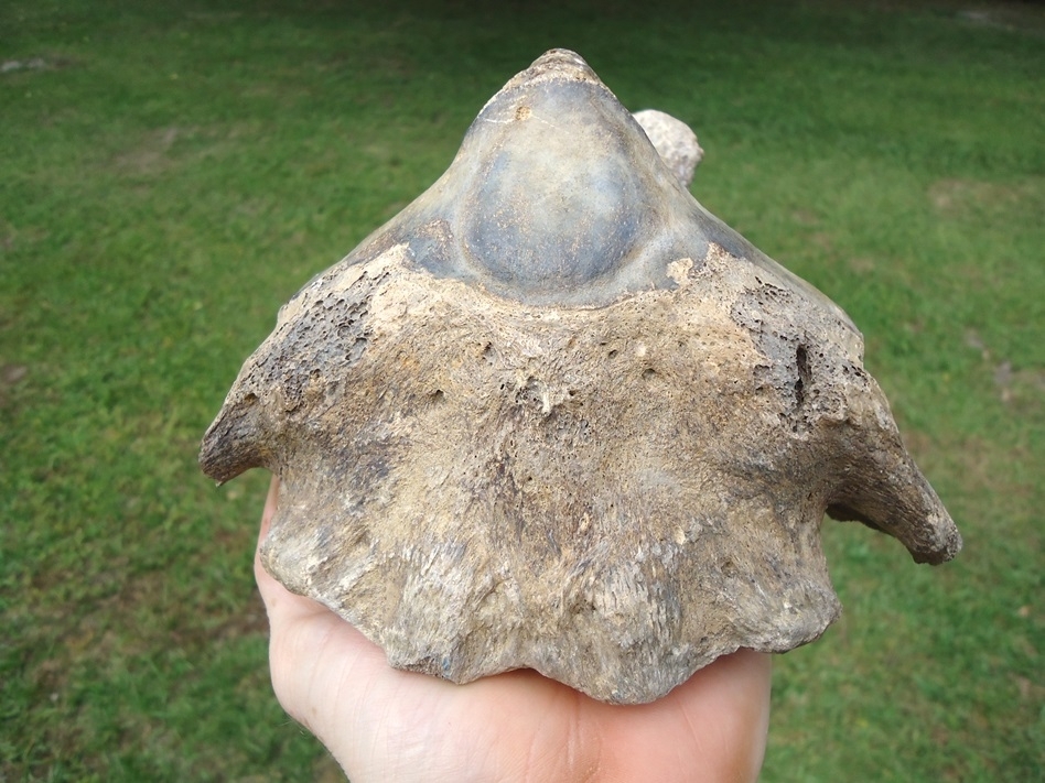 Large image 5 Top Quality Mastodon Axis Vertebra