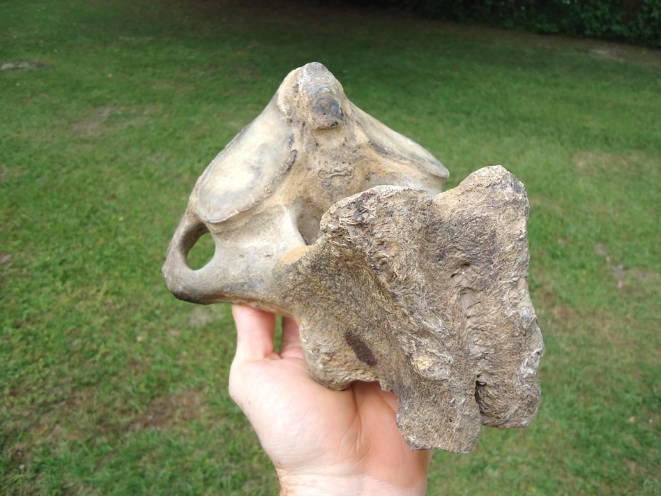 Large image 6 Top Quality Mastodon Axis Vertebra