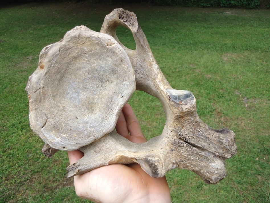 Large image 7 Top Quality Mastodon Axis Vertebra