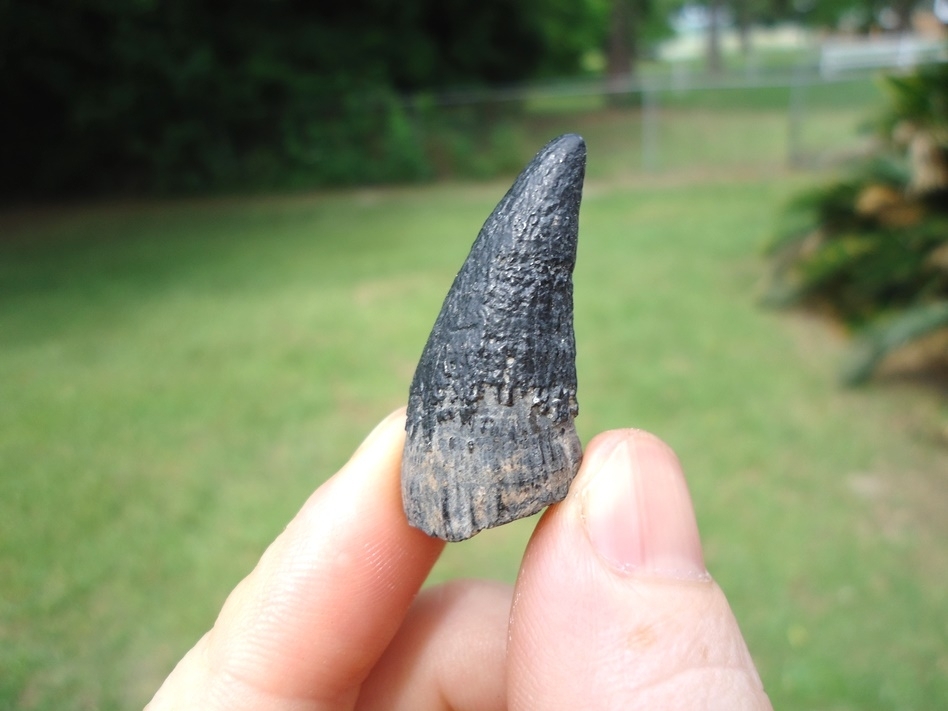 Large image 1 Very Uncommon Juvenile Sperm Whale Tooth