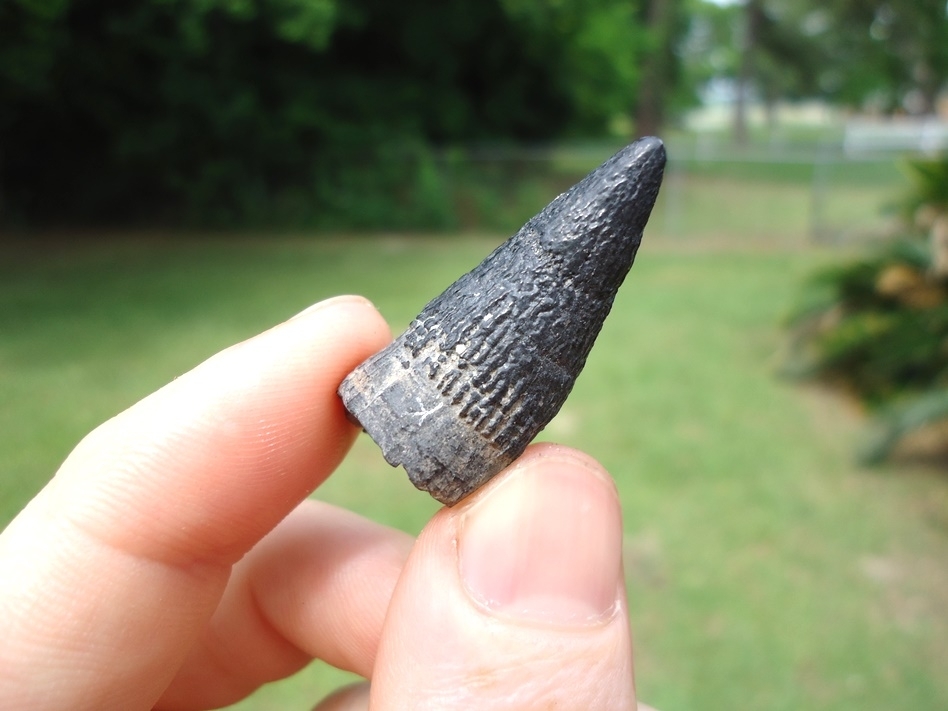 Large image 2 Very Uncommon Juvenile Sperm Whale Tooth