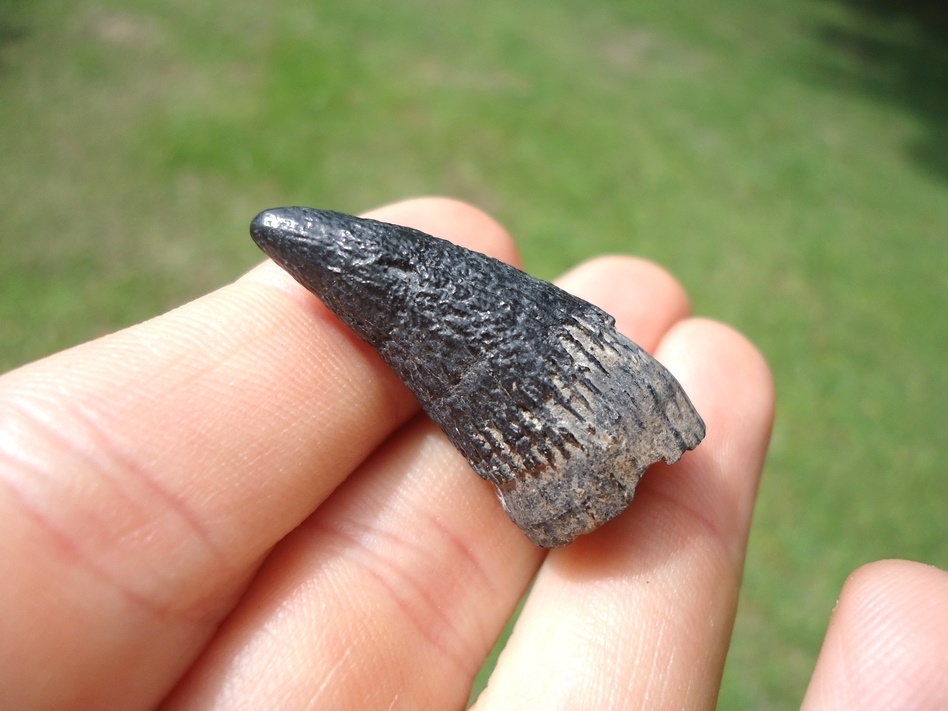 Large image 3 Very Uncommon Juvenile Sperm Whale Tooth