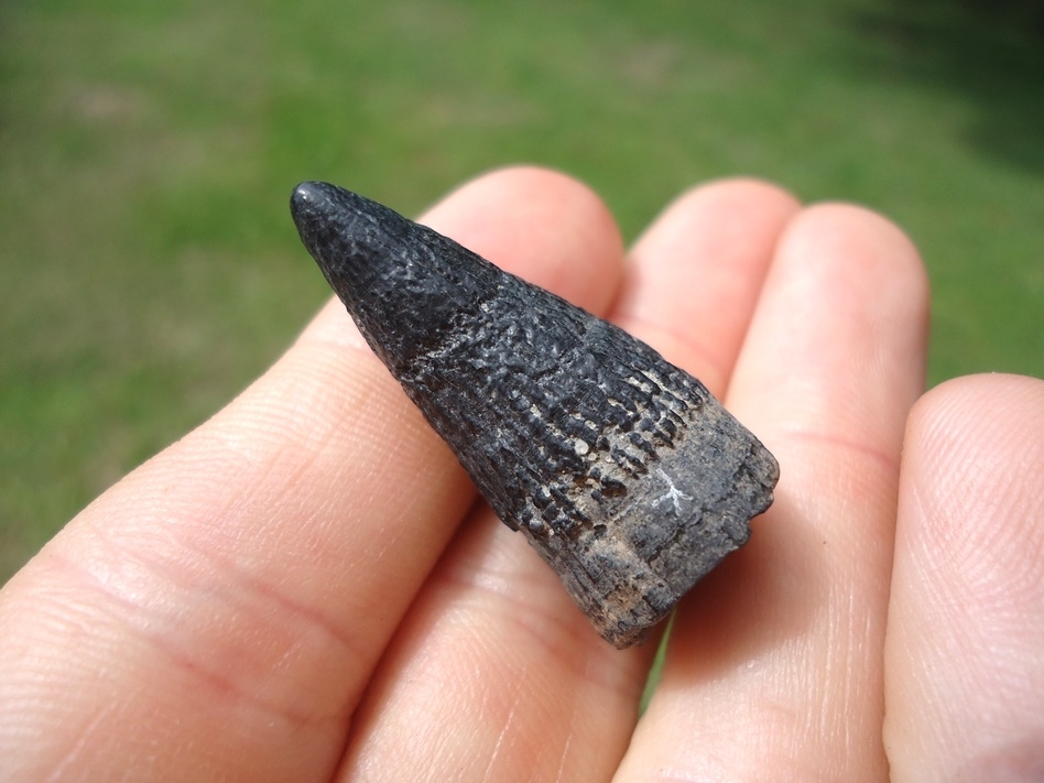 Large image 4 Very Uncommon Juvenile Sperm Whale Tooth