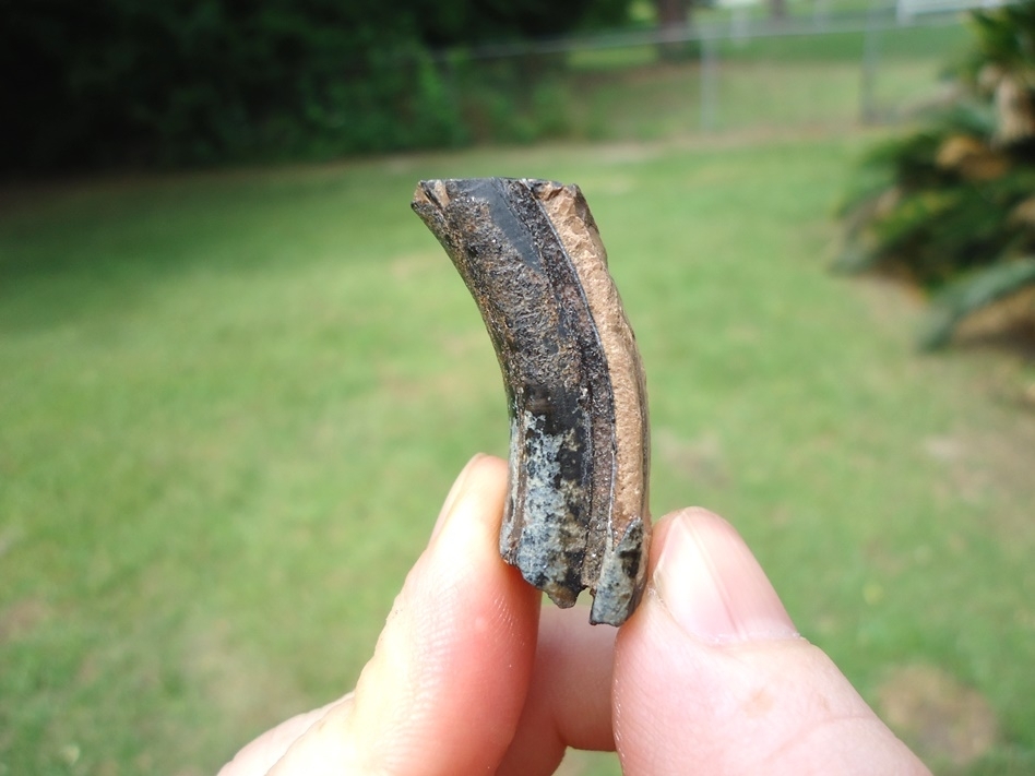 Large image 1 Nice Quality Giant Beaver Molar