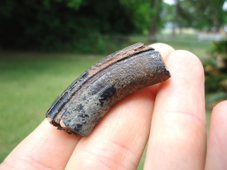 Large image 2 Nice Quality Giant Beaver Molar