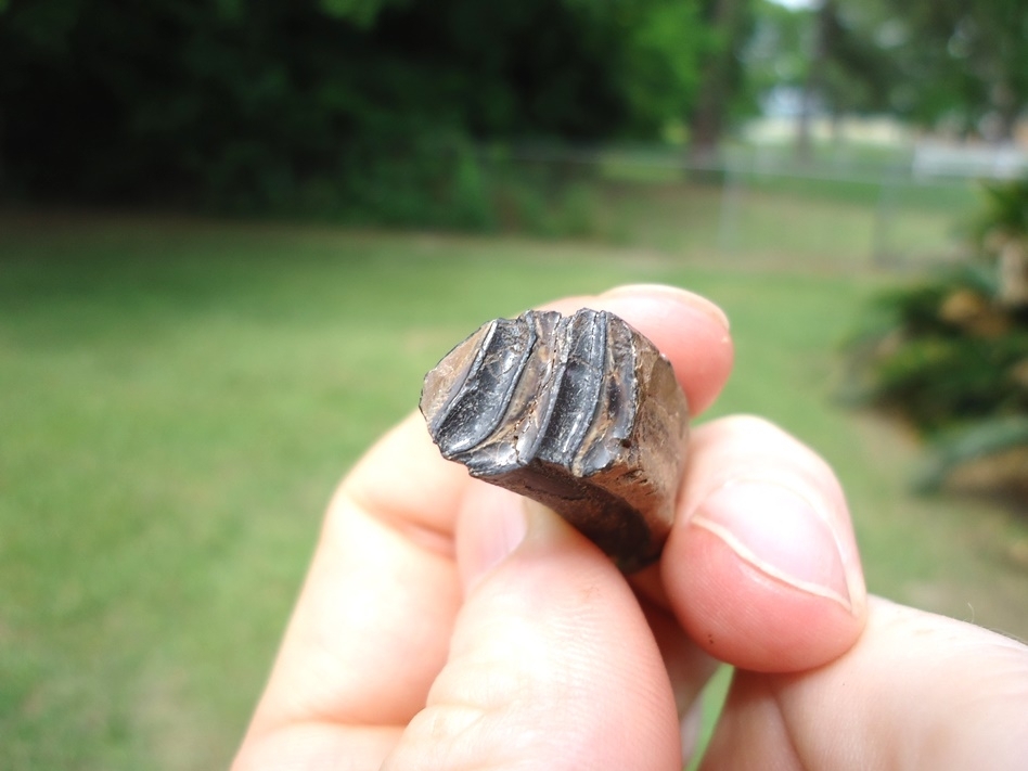 Large image 3 Nice Quality Giant Beaver Molar