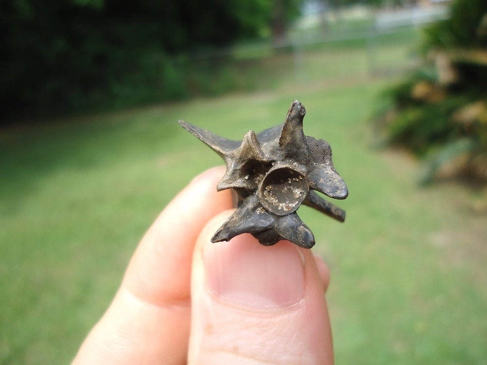 Large image 1 Choice Quality Rattlesnake Vertebra