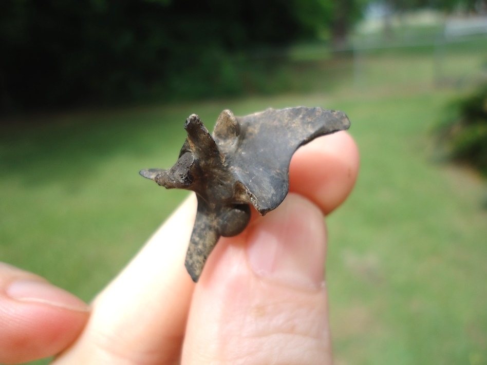 Large image 2 Choice Quality Rattlesnake Vertebra