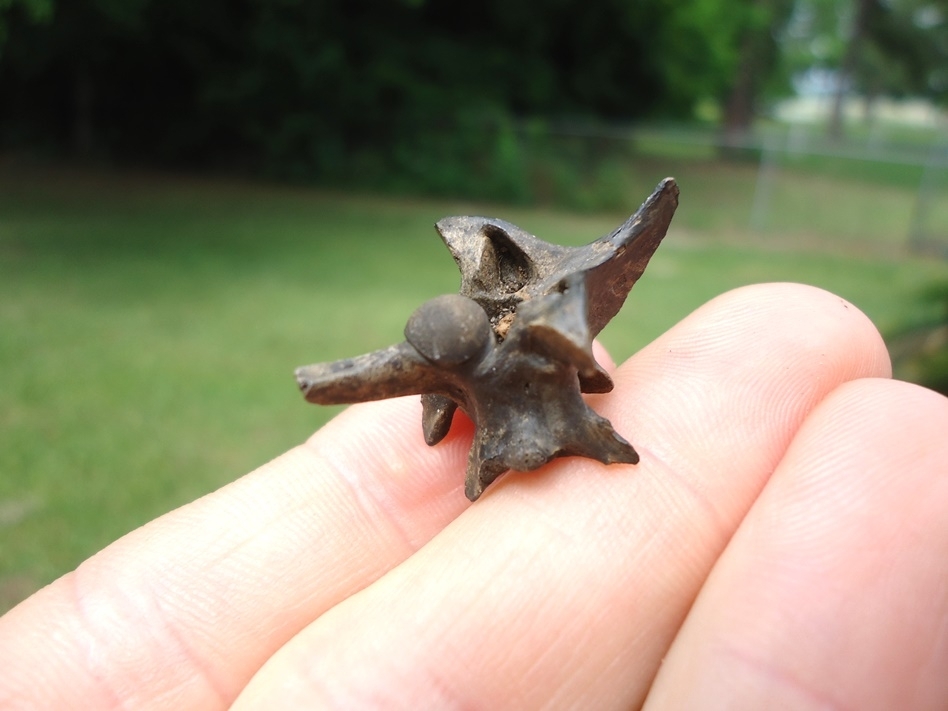 Large image 3 Choice Quality Rattlesnake Vertebra