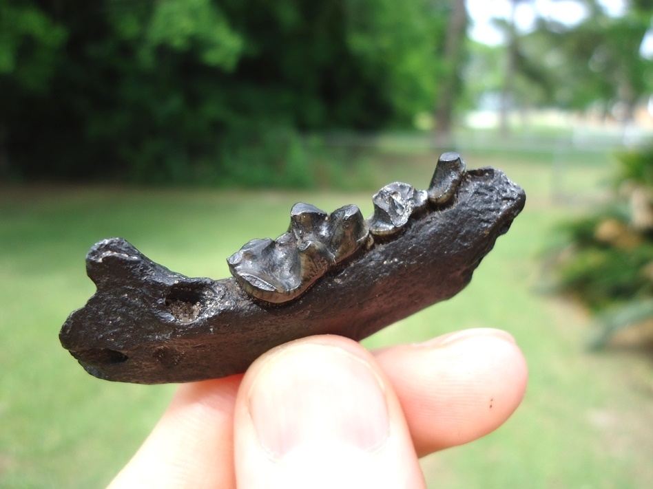 Large image 2 Excellent Otter Mandible with Three Teeth