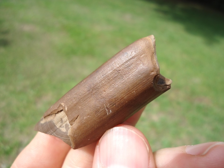 Large image 1 Quality Megalonyx Sloth Tooth