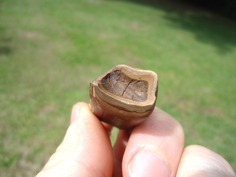 Large image 2 Quality Megalonyx Sloth Tooth