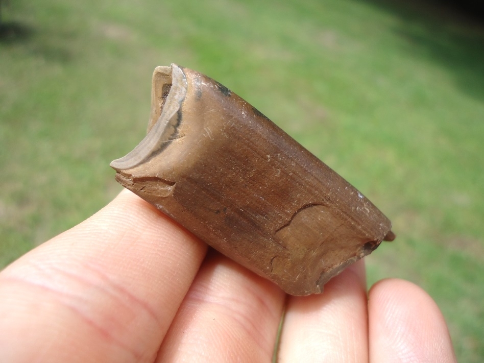 Large image 3 Quality Megalonyx Sloth Tooth