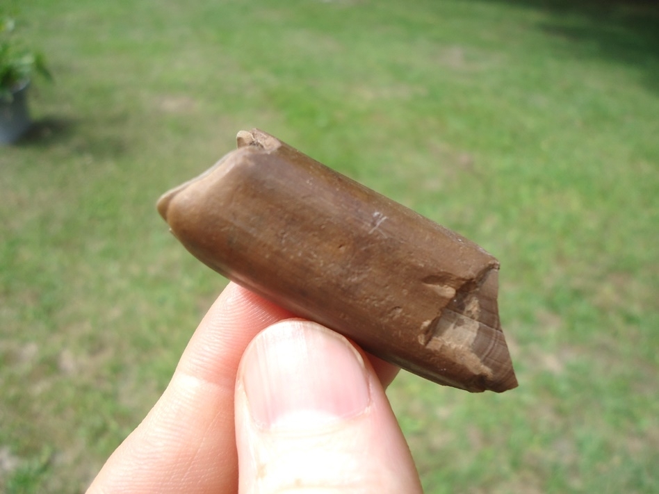 Large image 4 Quality Megalonyx Sloth Tooth