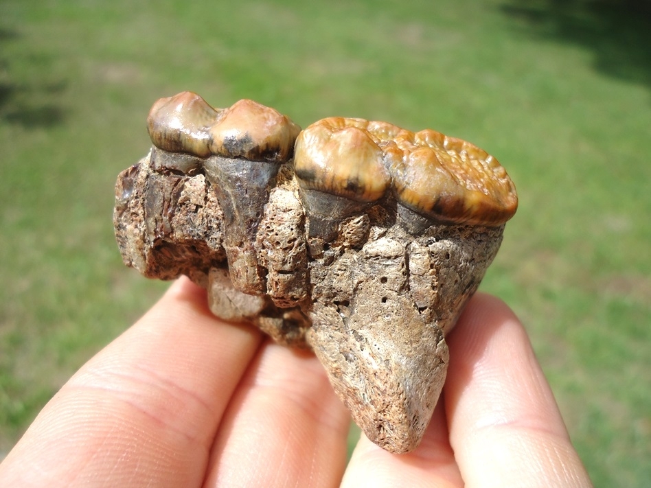 Large image 1 Stunning Spectacled Bear Maxilla with Two Teeth